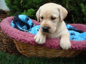Puppies in PA